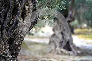 detail of an old olive tree trunk