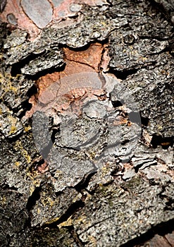 detail of old peeled tree bark