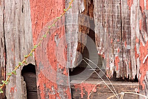 Detail of old, peeling red paint on small, wood out building background, animal habitat