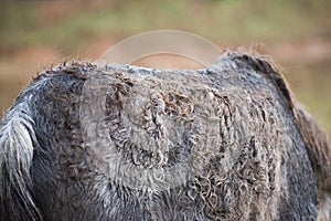 Detail of an old sick pony photo