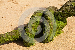 Detail of an old rope with green algae at the beach