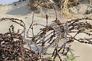 Detail of old rusty barbed wire as part of WW2 Atlantic wall remains near the Hague in the Netherlands