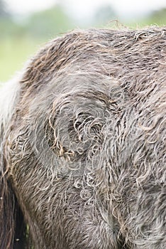 Detail of an old sick pony
