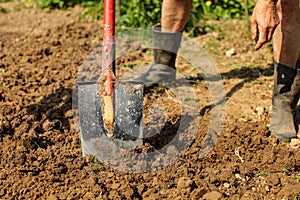 Detail on old spade in clay soil, senior man wearing dirty black