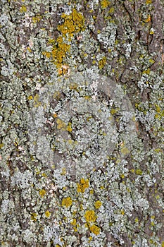 Detail of old tree bark with lichen and mos