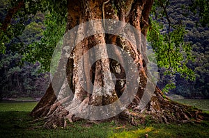 Detail of old tree trunk with roots and foliage