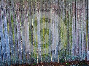 Old Weathered Wood Slat paling fence With Green Mould photo
