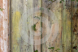 Detail of old wooden wall photo