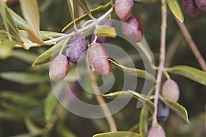 Detail of olea europaea colorful fruits