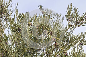 Detail of olea europaea foliage full of olives