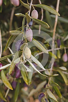 Detail of olea europaea or olive tree picual colorful fruits