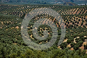 Detail of an olive grove in Rute, Andalusia, Spain