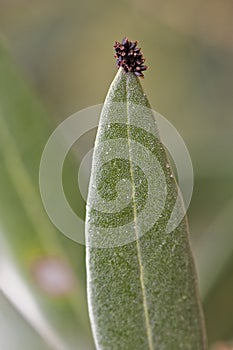 Detail of olive leaves infected by fungus, its attack causes important defoliations affecting the tree and the production photo