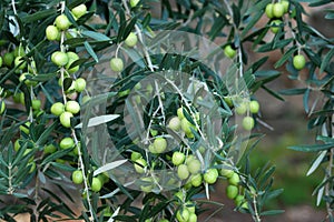 Detail of olive tree branch.