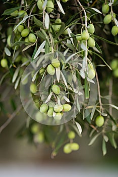 Detail of olive tree branch