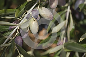 Detail of olive tree branch with fruits and leaves