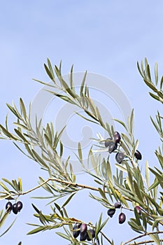 Detail of olive tree with fruits