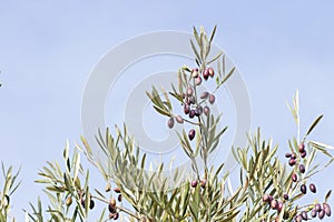 Detail of olive tree foliage with colorful fruits