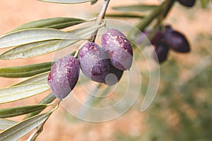 Detail of olive tree fruits