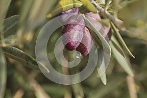 Detail of olive tree fruits