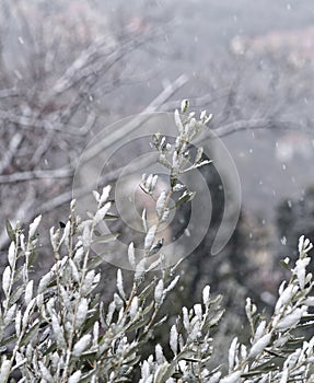 detail of olive tree under the snow