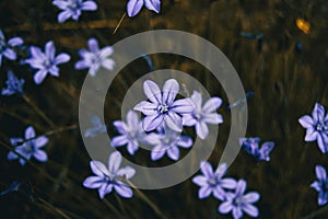 Detail of one focused violet flower of aphyllanthes monspeliensis centered in the picture