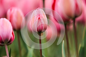 Detail of one pink tulip in Netherlands