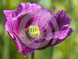 Detail of opium poppy flower in latin papaver somniferum