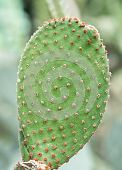 Detail with Opuntia microdasys also known as angel`s-wings, bunny ears cactus, bunny cactus or polka-dot cactus