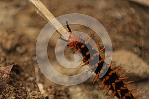 Detail of orange caterpillar with brown backgorund photo
