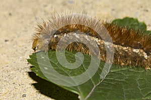 Detail of an orange caterpillar crawling on a leaf