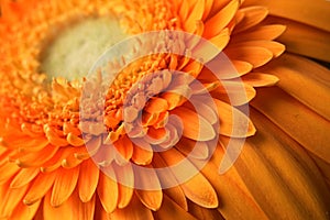 Detail of orange flower of Barberton daisy, latin name Gerbera Jamesonii.