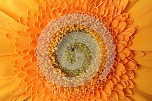 Detail of orange flower of Barberton daisy, latin name Gerbera Jamesonii.