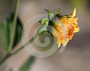 Detail of the orange flower of the Dahlia plant. On a green stalk