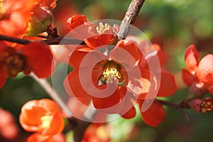 Detail of orange flowers on a blossoming bush