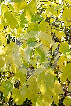 Detail of the orange green color of autumn beech leaves