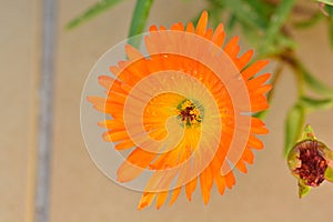 Detail of an orange lampranth flower photo