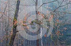 Detail of orange oak tree in misty fog. Czech tranquil landscape, early spring forest