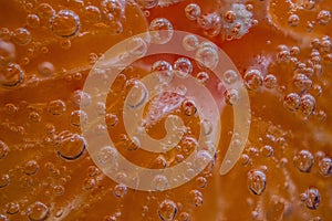 Detail of orange slice in sparkling water.