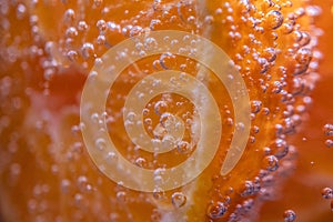 Detail of orange slice in sparkling water.