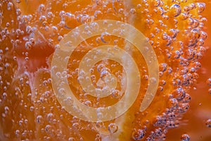 Detail of orange slice in sparkling water.