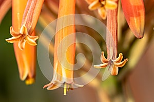 Detail of orange trumpet flowers in Davis California