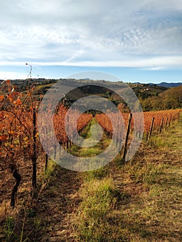 Detail of orange vineyard in autumn