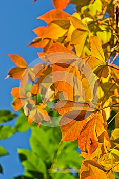 Detail of orange and yellow leaves against blue sky at autumn