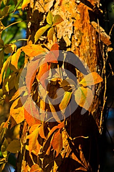 Detail of orange and yellow leaves against blue sky at autumn