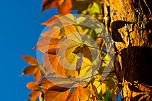 Detail of orange and yellow leaves against blue sky at autumn