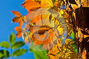 Detail of orange and yellow leaves against blue sky at autumn