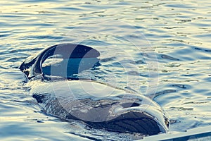 Detail of orca - the killer whale - swimming in large pool.