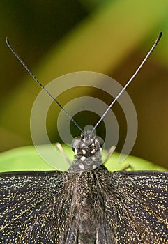 Detail of an Orchard Swallowtail Butterfly.