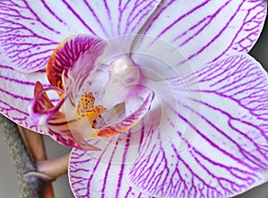 detail of an Orchid